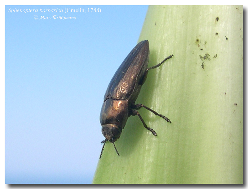 Il primo Buprestidae di quest''anno: Sphenoptera barbarica